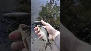 утренняя густера на фидер, fishing in the river, отпускаю рыбу