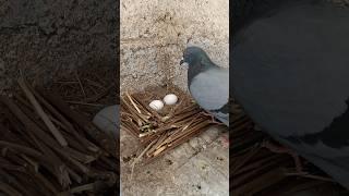 Making Bird's Nest ASMR #pigeon #birds #shorts