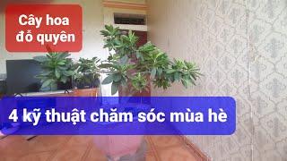 Cây hoa đỗ quyên: 4 kỹ thuật chăm sóc trong mùa hè