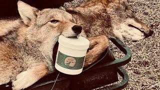 Trapping COYOTES… A ride along with me