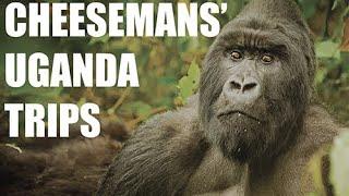 Uganda Safari Highlights: Mountain Gorillas and Chimpanzees | Cheesemans' Ecology Safaris