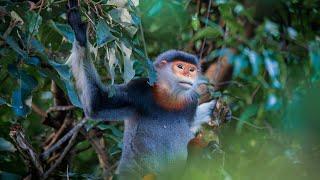 Vietnam: Saving the endangered Langurs