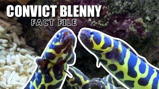 Convict Blenny Facts: the ENGINEER GOBY  Animal Fact Files
