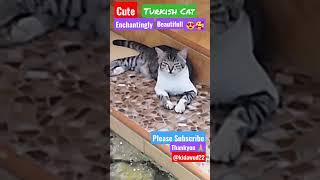 CuteTURKISH CAT. Enchantingly Beautifull sweet#shorts #catlovers #catvideos #catlover @kidawud22