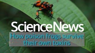 How poison frogs survive their own toxins | Science News