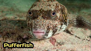 PUFFERFISH/NATIONAL GEOGRAPHIC