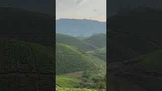 INFINITE TEA GARDEN!! #tea #teagarden #munnar #kerala #nature #environment