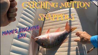 FISHING MUTTON SNAPPERS IN BISCAYNE BAY (STILTSVILLE) MIAMI FLORIDA #muttonsnapper