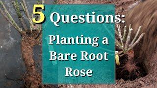 5 Questions: How to Plant a Bare Root Rose