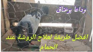 علاج مرض الحمام ( بوعناق) ( بوعناك ) او التواء الرقبة عند الحمام / علاج امراض الحمام / التواء عنق