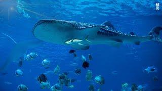 Ocean 4K - Sea Animals for Relaxation, Beautiful Coral Reef Fish in Aquarium (4K Video Ultra HD) #84