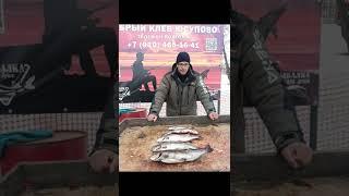 Ловля форели со льда в Юсупово.