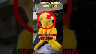 Kok Bisa Kucing nya Warna Kuning  #shorts #kucing #kucingkuning