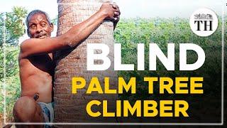 Blind palm tree climber inspires many