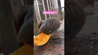 पापा के घर में सांप घुस गया  ll Carriage House wooden artist ll #shorts  #shortvideoshortvideo