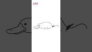 How to draw PLATYPUS Easy Cute  Drawing Tutorial for Kids & Beginners  Step by Step  #lidoartworks