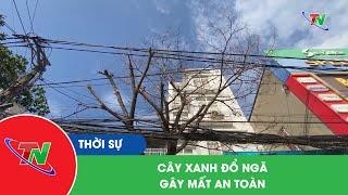 Cây xanh đổ ngã gây mất an toàn