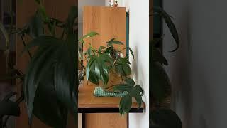 편안한 휴식처 #우드인테리어 #coffee #우디홈 #아파트인테리어 #homedecor #20평대인테리어