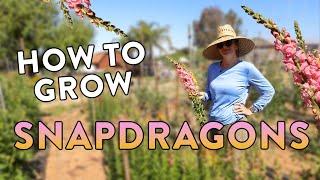 Tips for Growing Snapdragons for Warm Climates Like Zones 9 & 10