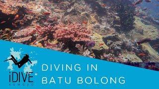 Diving in Batu Bolong Komodo National Park