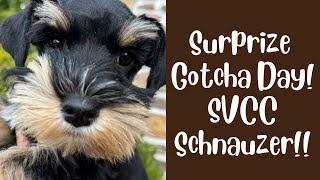 Surprise! SVCC Schnauzer Gotcha Day for 3 Puppies