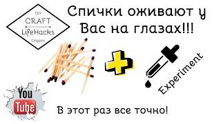 Живые спички. Ты не поверишь. Они шевелятся сами!