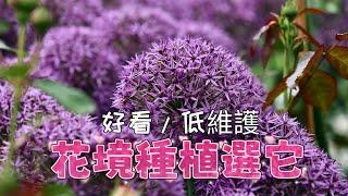 大花蔥Allium giganteum的種植和生長特性/如何培育繁殖/種植中的注意事項/球莖花卉/01.08.2022