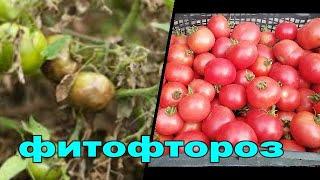 БОЛЕЗНИ ТОМАТОВ. ФИТОФТОРОЗ. ЛЕЧЕНИЕ И ПРОФИЛАКТИКА