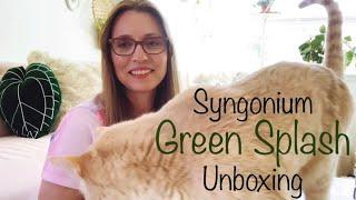 Syngonium Green Splash: what a Stunner!