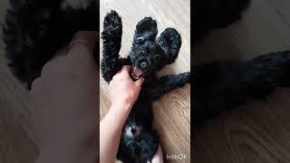 ушастый релакс))