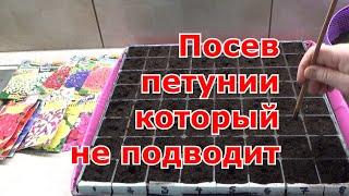 Посев петунии на снег и со снегом. Как получить дружные всходы петунии.