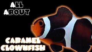 All About The Mocha Clownfish or Caramel Clownfish