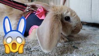 Leash Training Frizbee the Bunny!  (WK 325.2) | Bratayley