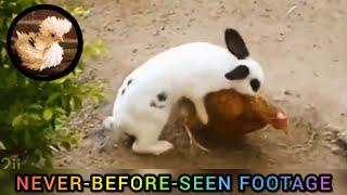 Unbelievable Rabbit and Chicken Matting