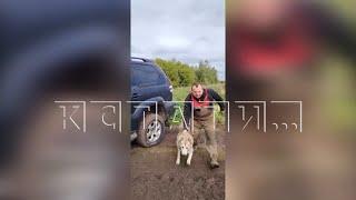 Захватив чужую землю, бизнесмен травит фермеров собаками и пытается наехать на автомобиле
