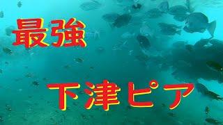 すごい魚！海釣り公園　下津ピアーランドの水中映像