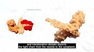 Neuronox 優力柔-奇肌肉毒機轉影片