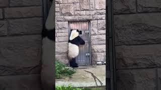 偷感很重的萌大～严重怀疑是人扮的！ #panda #pandachina #cutepandas #大熊猫 #giantpanda #cute