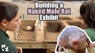 Building a Naked Mole Rat Exhibit | Part 1