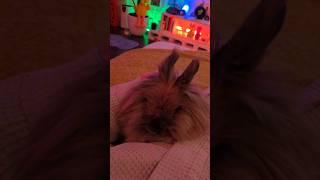 Bunny Diary:  foxy s back #lionheadrabbit #rabbit #bunny #lionheadrabbit #bunny #rabbit