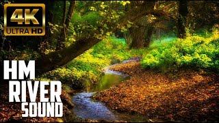 The sound of a river in the forest is very relaxing | HM Asmr