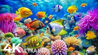 4K Amazing Aquarium for Relaxation  Relaxing Oceanscapes - Sleep Meditation 4K UHD Screensaver #3