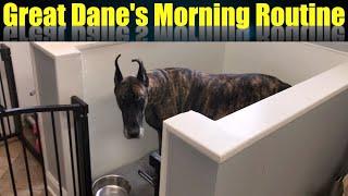 My morning routine with Two Great Danes
