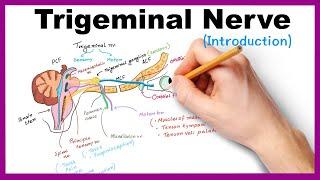 Trigeminal nerve (Introduction)