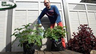 Gartentipp März 0317 Kartoffeln im Sack für Balkon Terasse und Garten