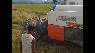 "BALAGON SIAY ZMBO SIBUGAY after 3 months of waiting finally its harvest time.