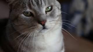 No Copyright Stock Footage - Silver Cat