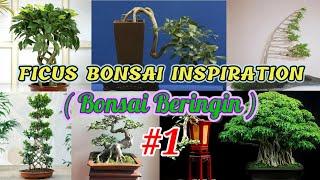 Ficus Bonsai Inspiration #1 ( Bonsai Beringin )