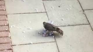 Wood Pigeon versus Hawk ( Pen Harrier?.)