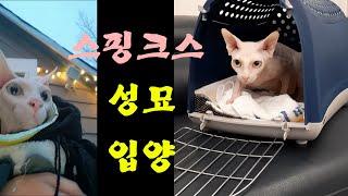 #스핑크스 성묘입양 처음 가족과 멍뭉이를 만났을때~Adoption of sphinx adult cat~